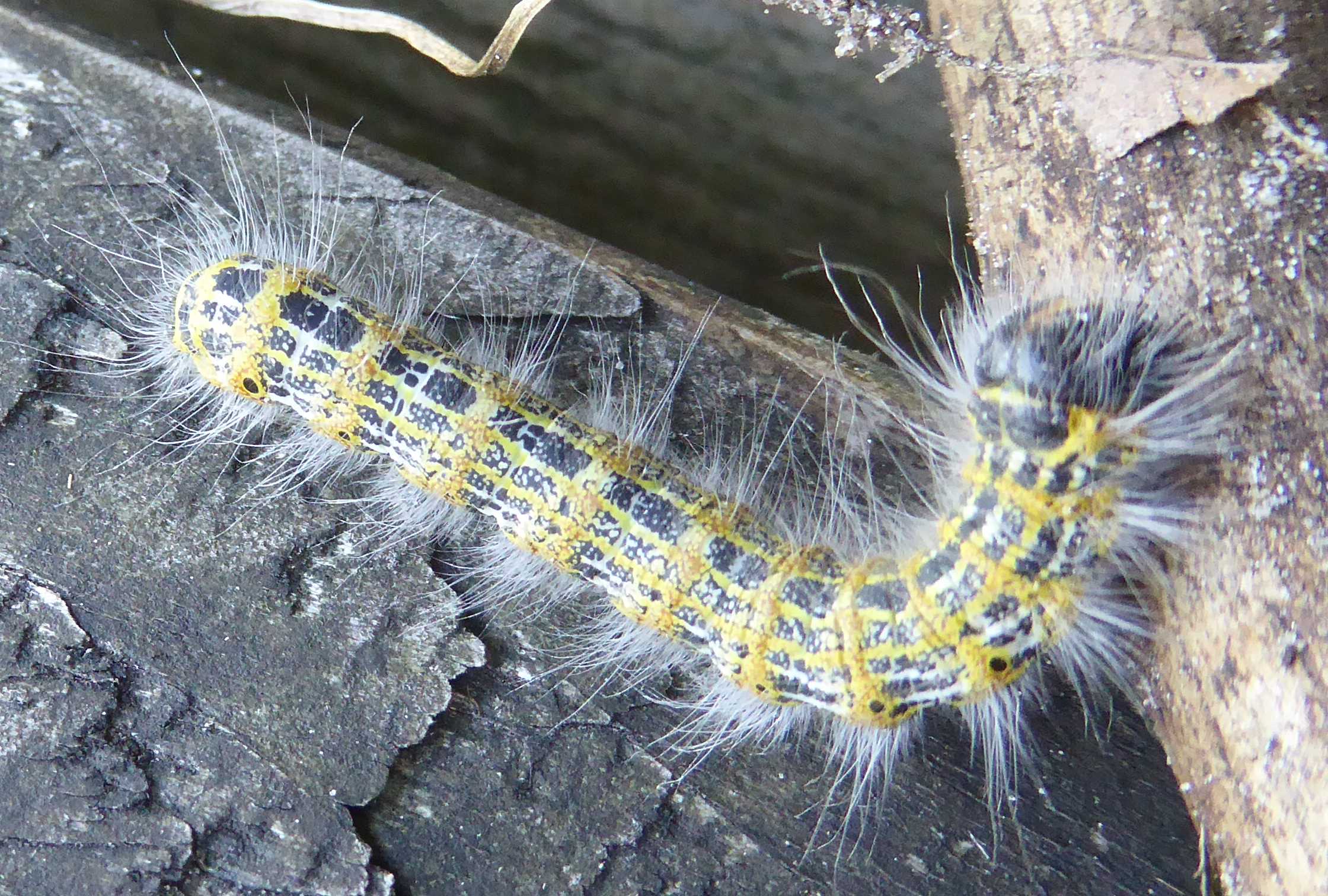 Picture for question