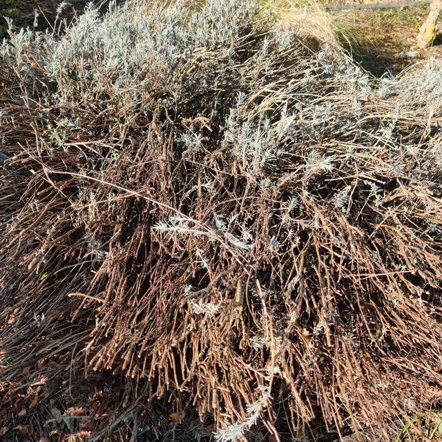 Picture for question