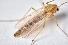 Plaatje bij antwoord