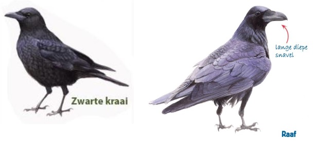 Plaatje bij antwoord