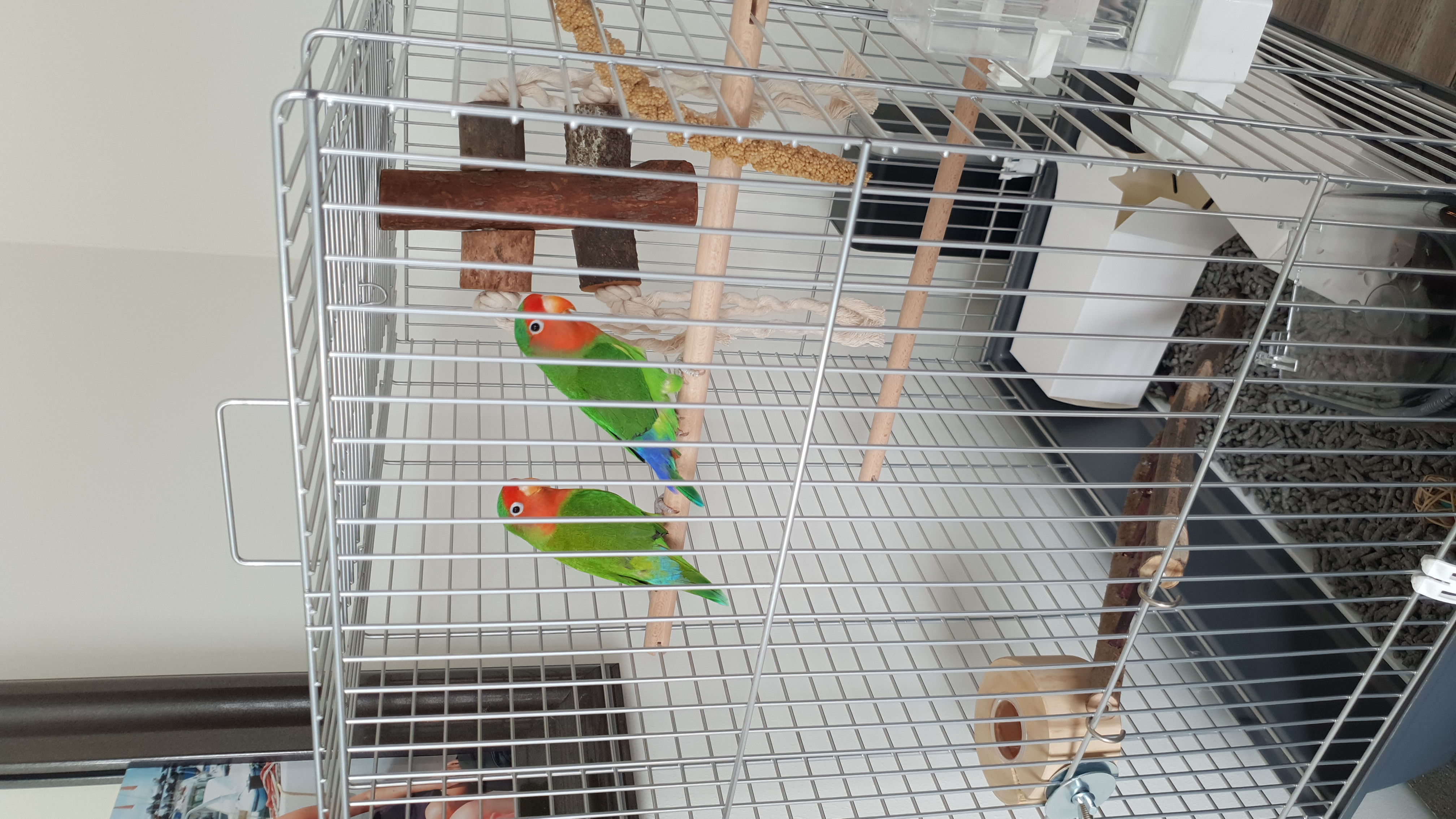 Picture for question