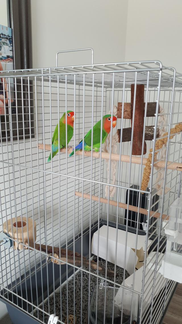 Picture for question