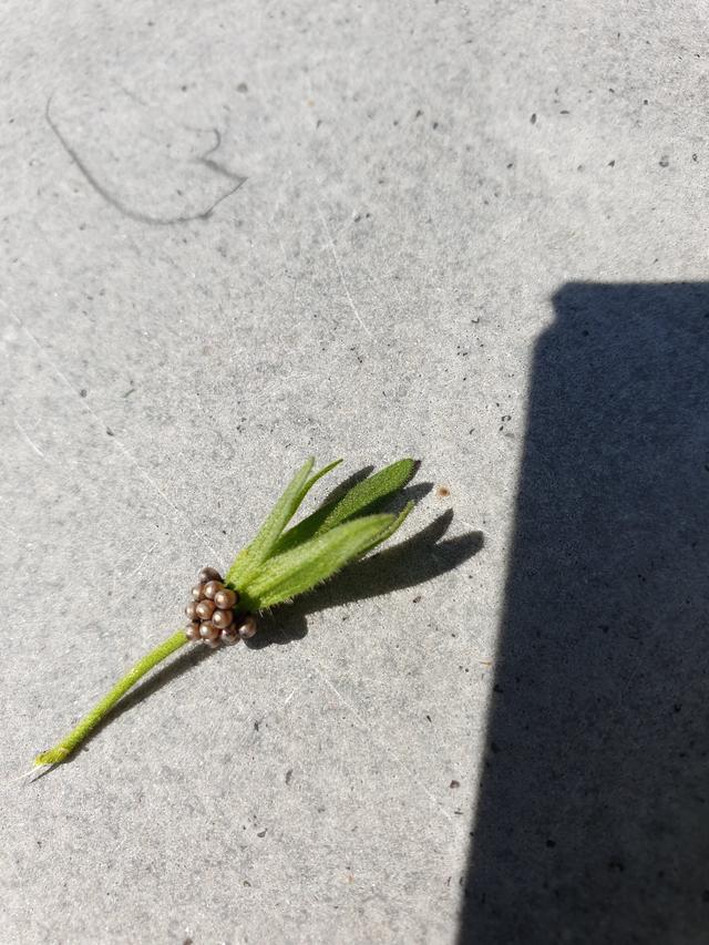 Picture for question