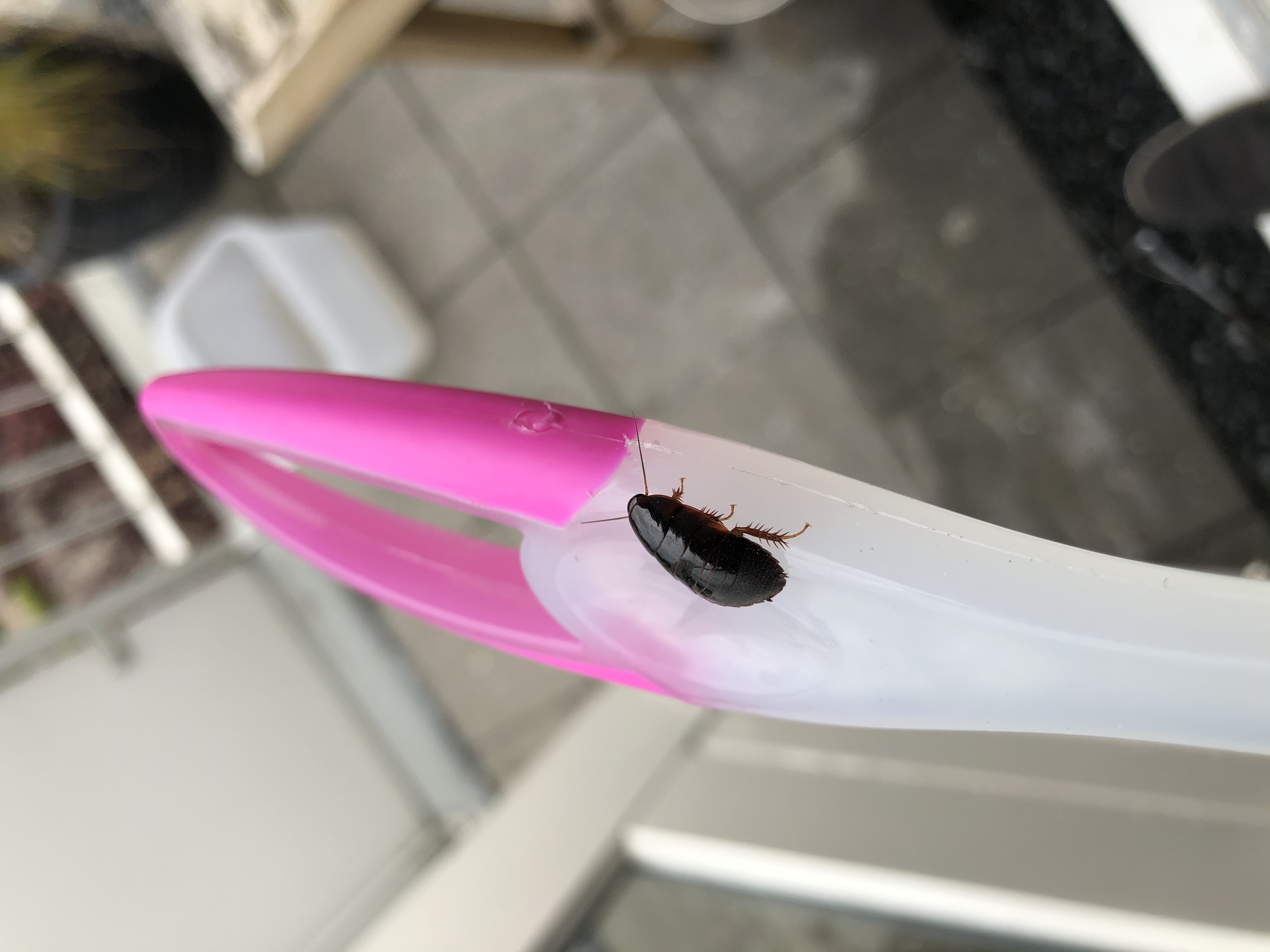 Picture for question