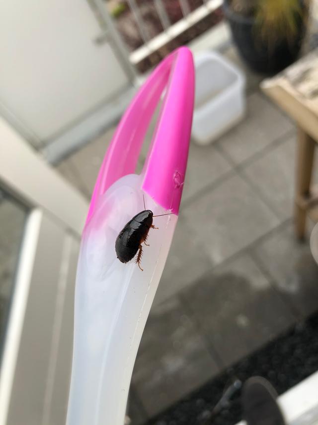 Picture for question