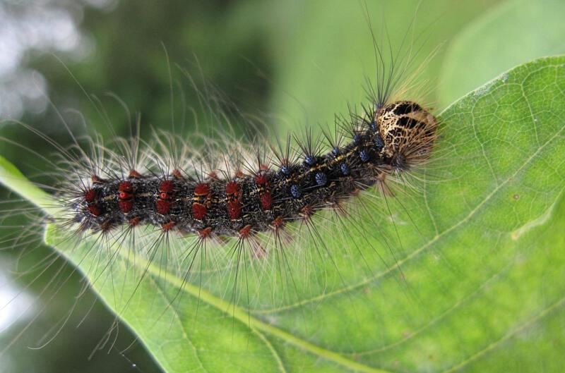 Plaatje bij antwoord