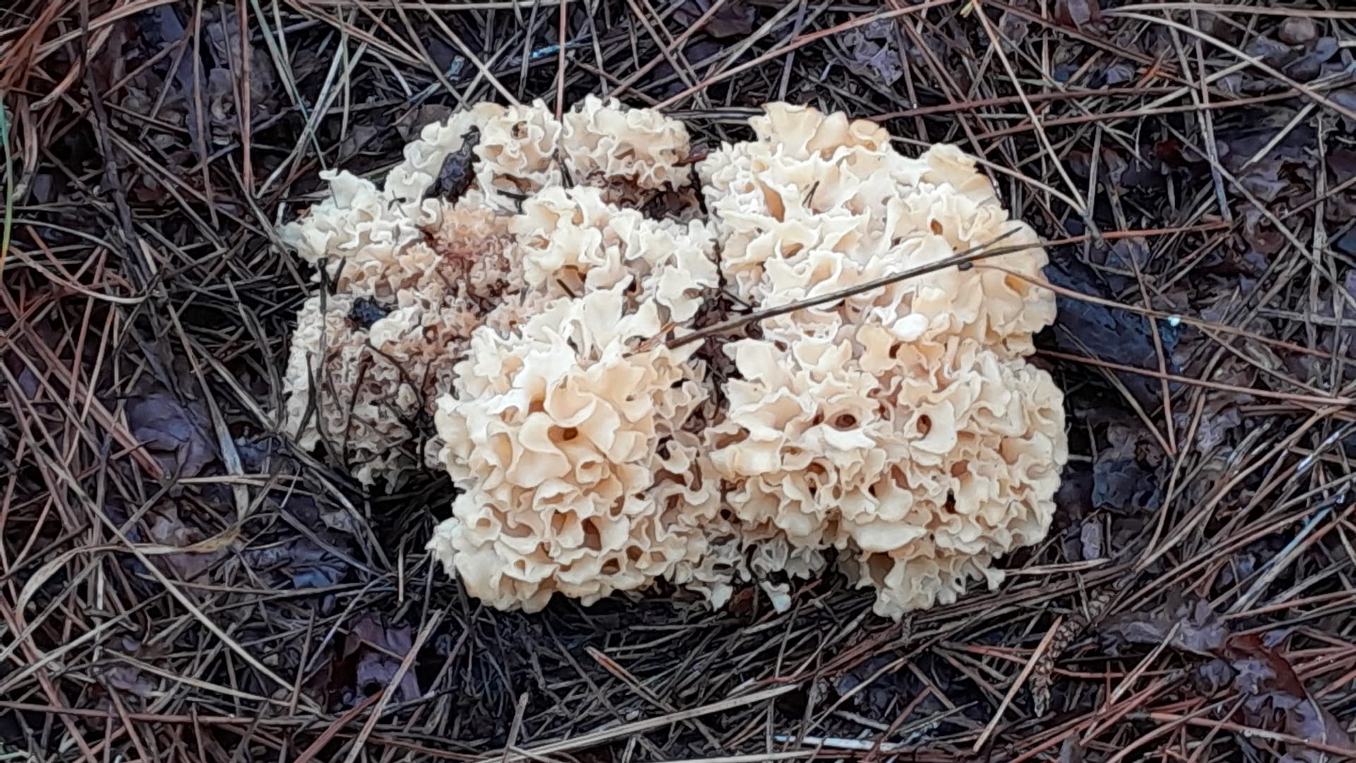 Picture for question