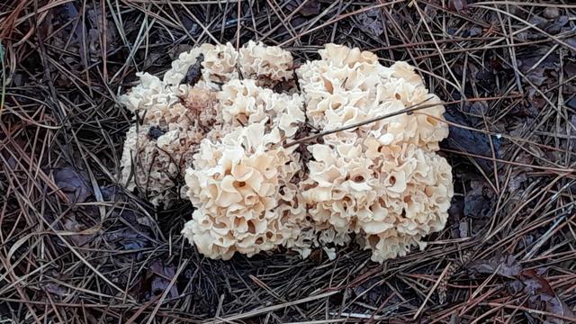 Picture for question