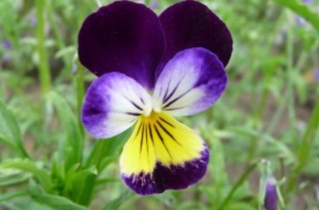 Plaatje bij antwoord