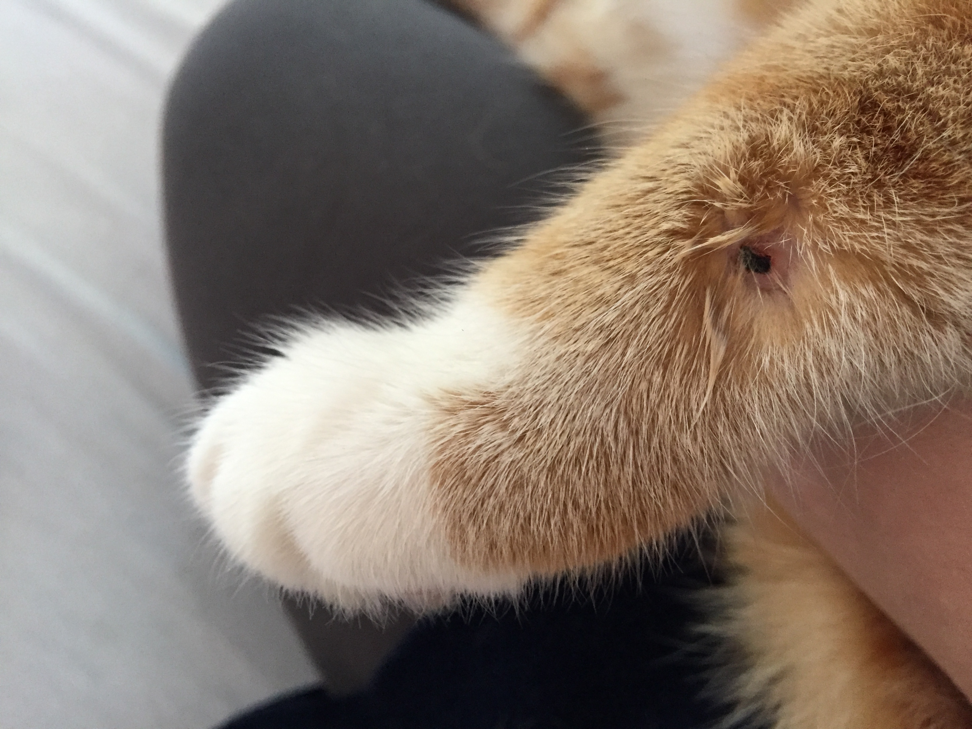 Picture for question