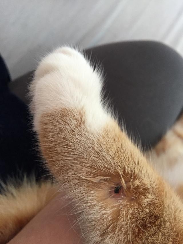 Picture for question