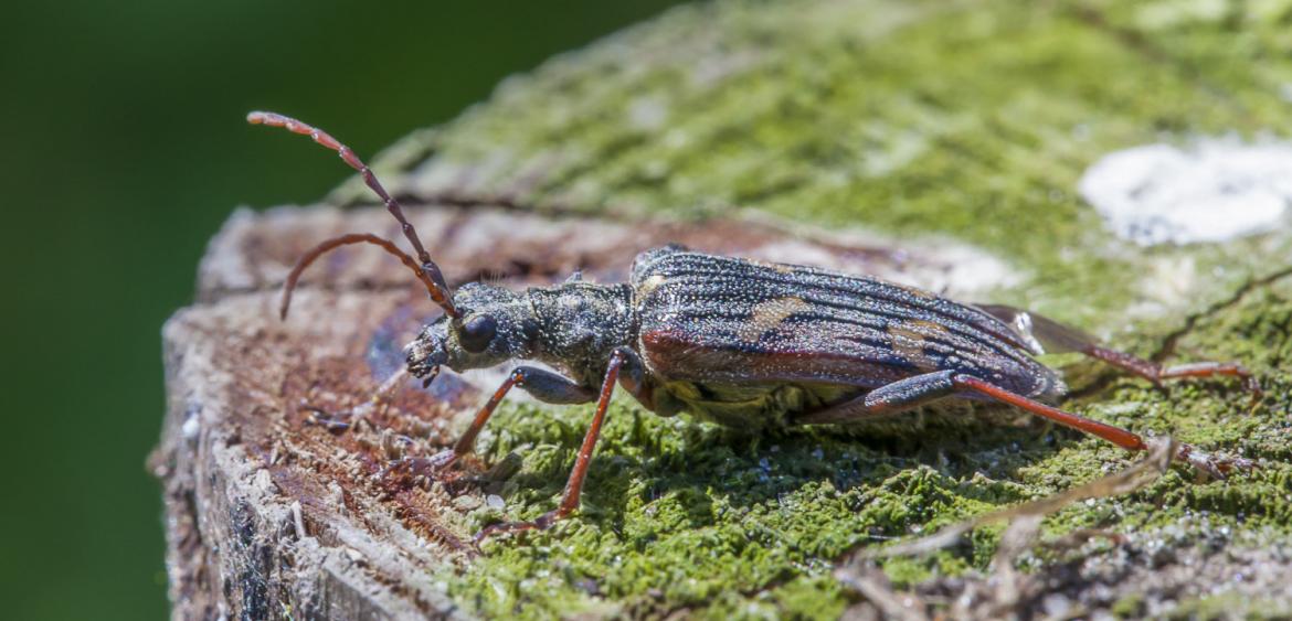 Plaatje bij antwoord