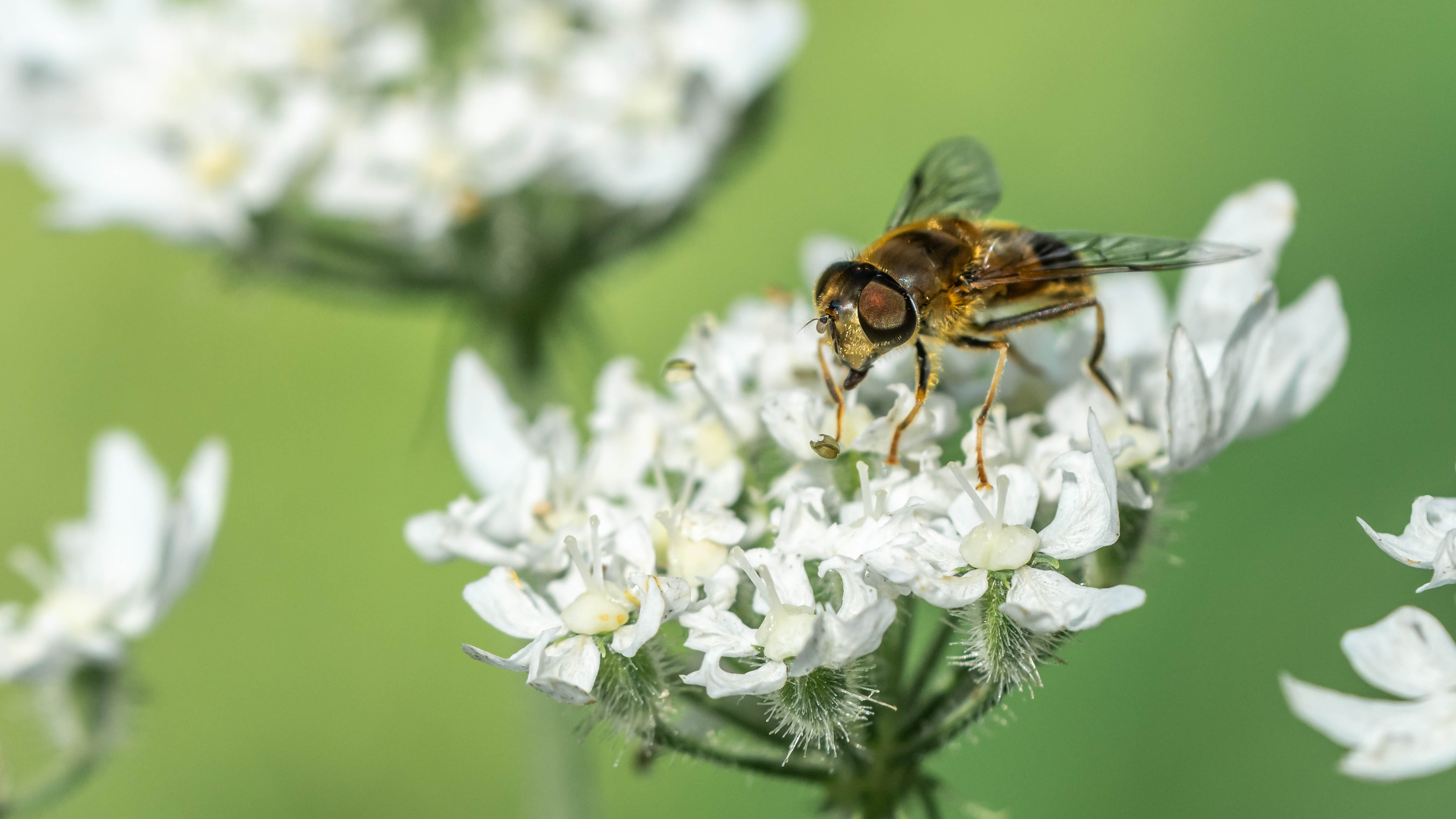 Picture for question