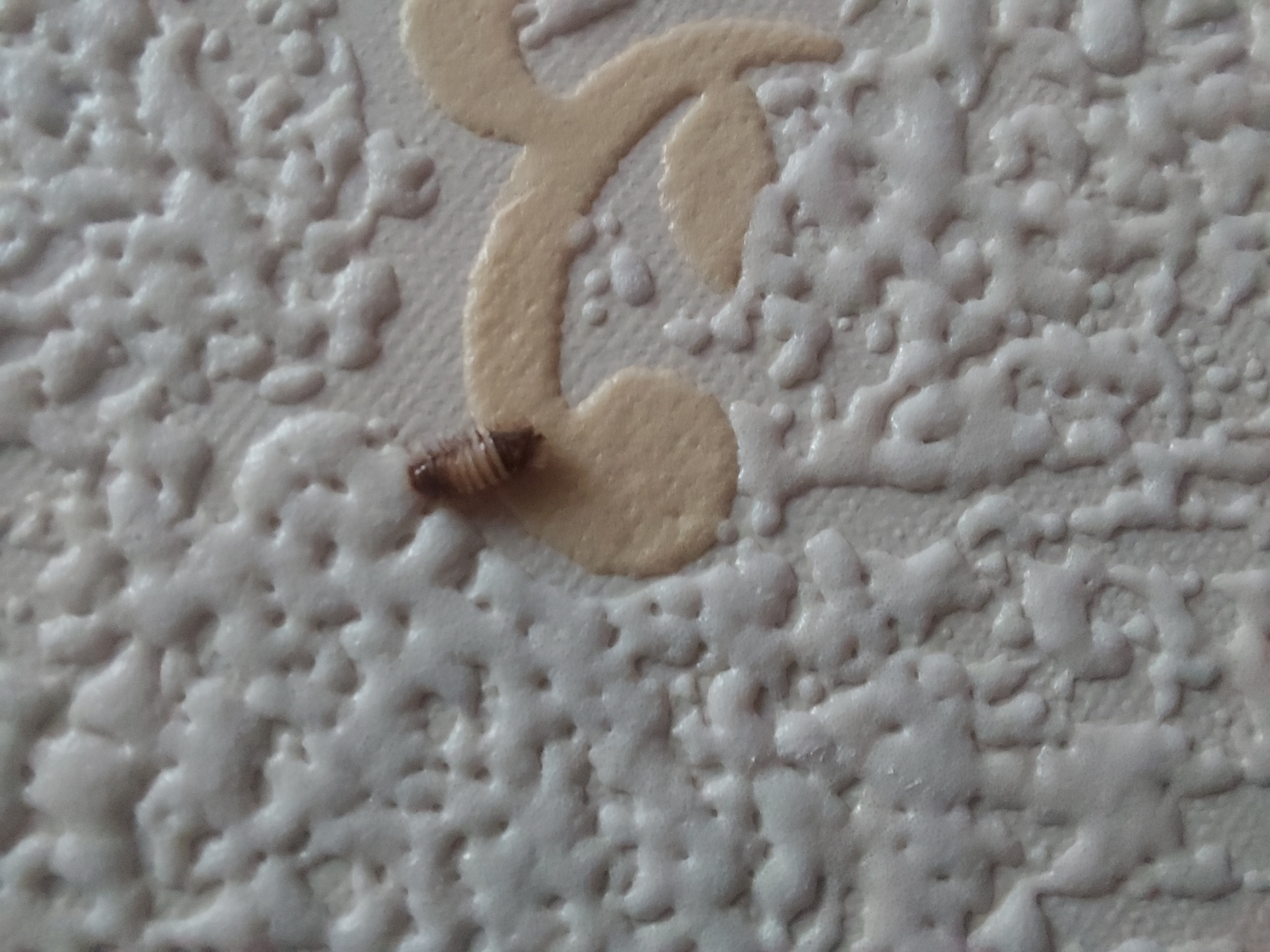 Picture for question