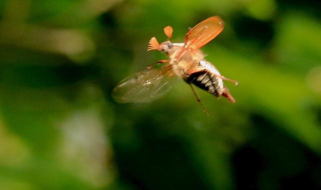 Plaatje bij antwoord