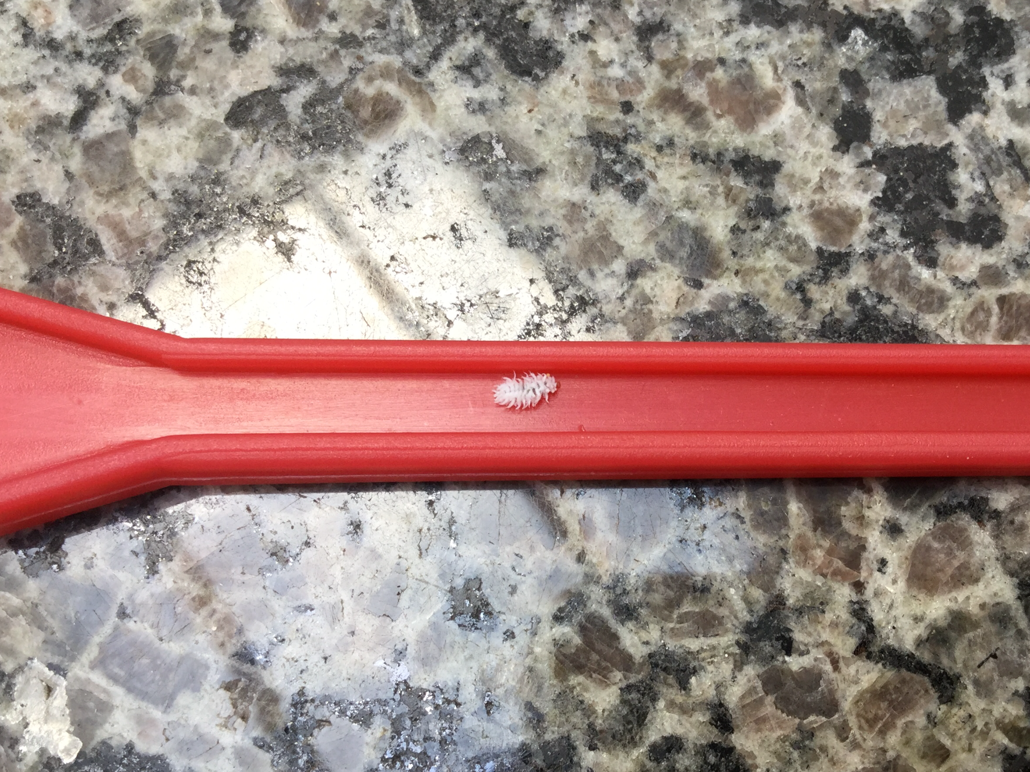 Picture for question