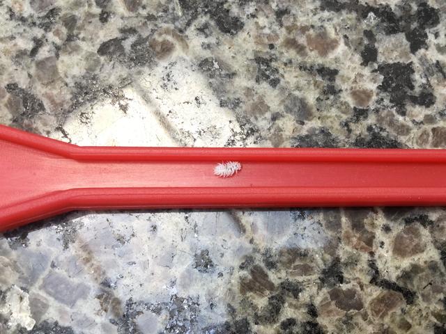 Picture for question