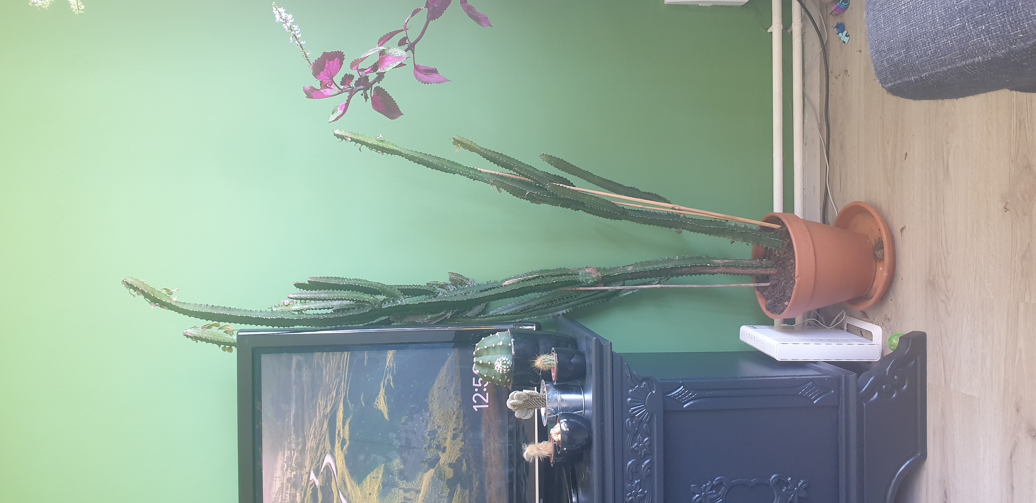 Picture for question