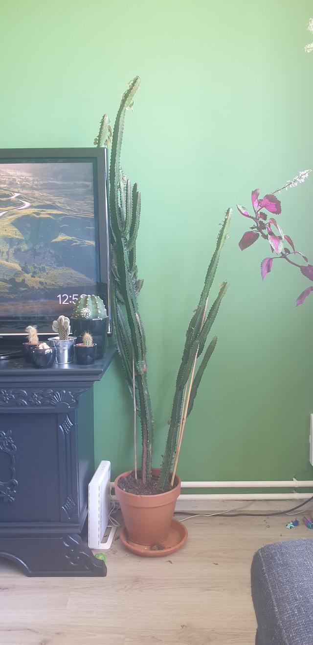 Picture for question