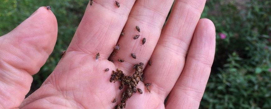 Plaatje bij antwoord