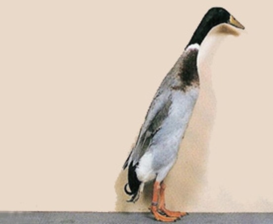 Plaatje bij antwoord