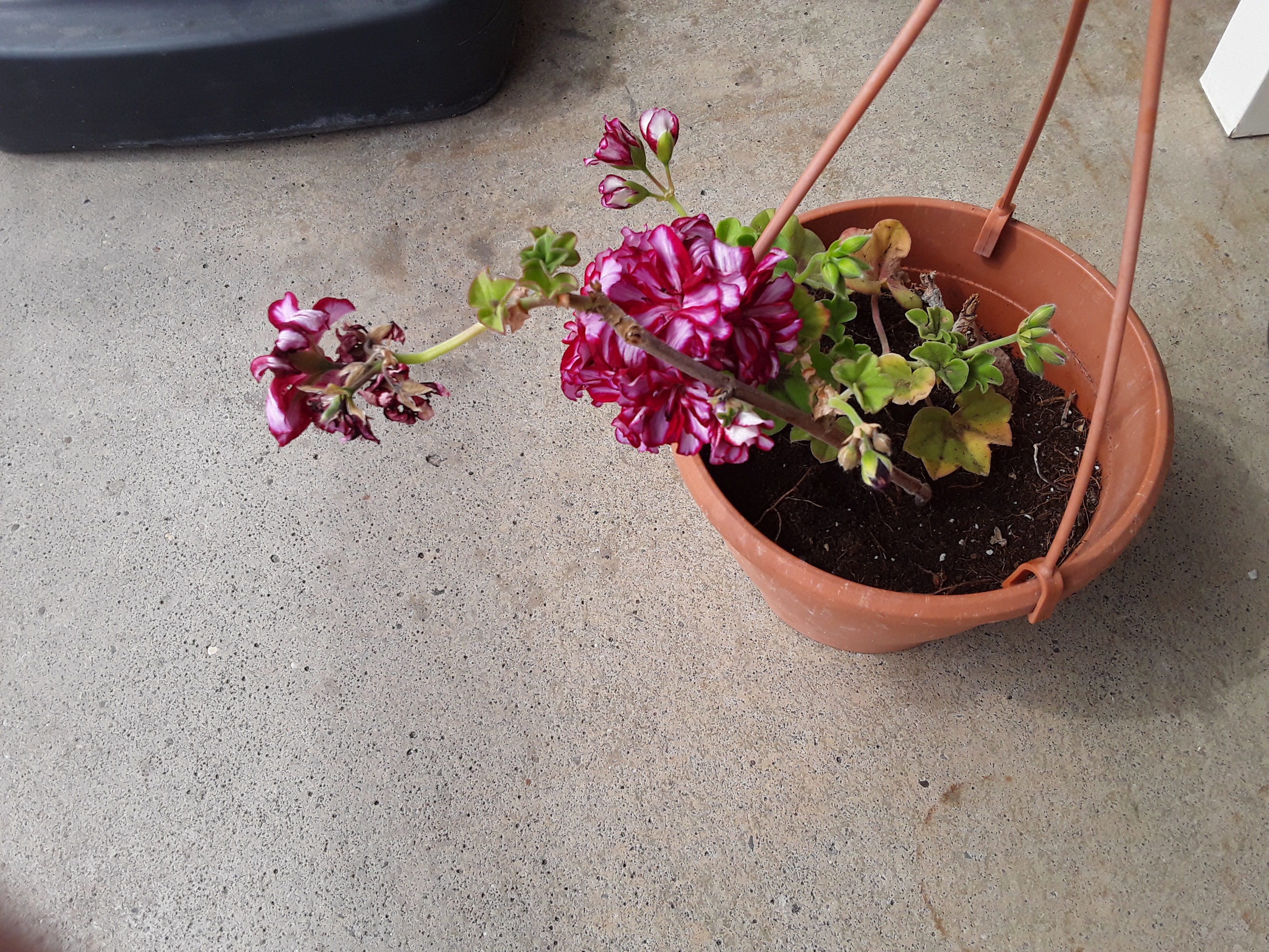 Picture for question