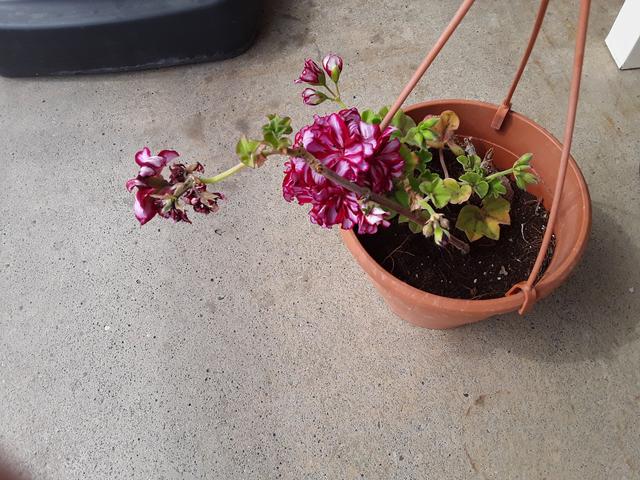 Picture for question