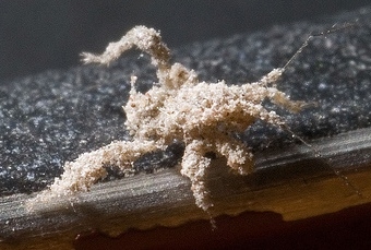 Plaatje bij antwoord