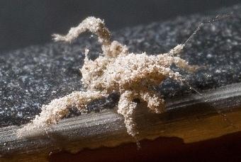 Plaatje bij antwoord