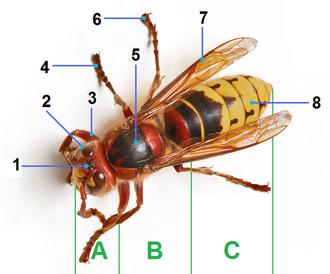 Plaatje bij antwoord