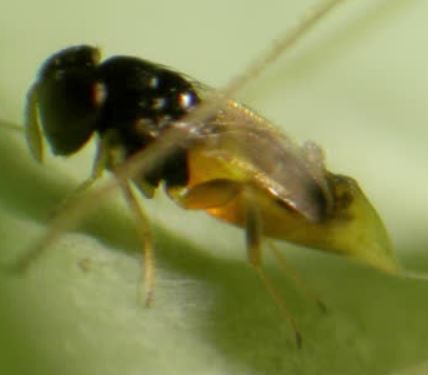 Plaatje bij antwoord