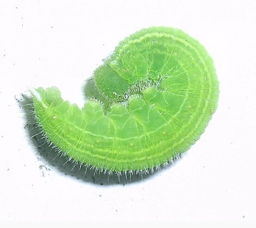 Plaatje bij antwoord