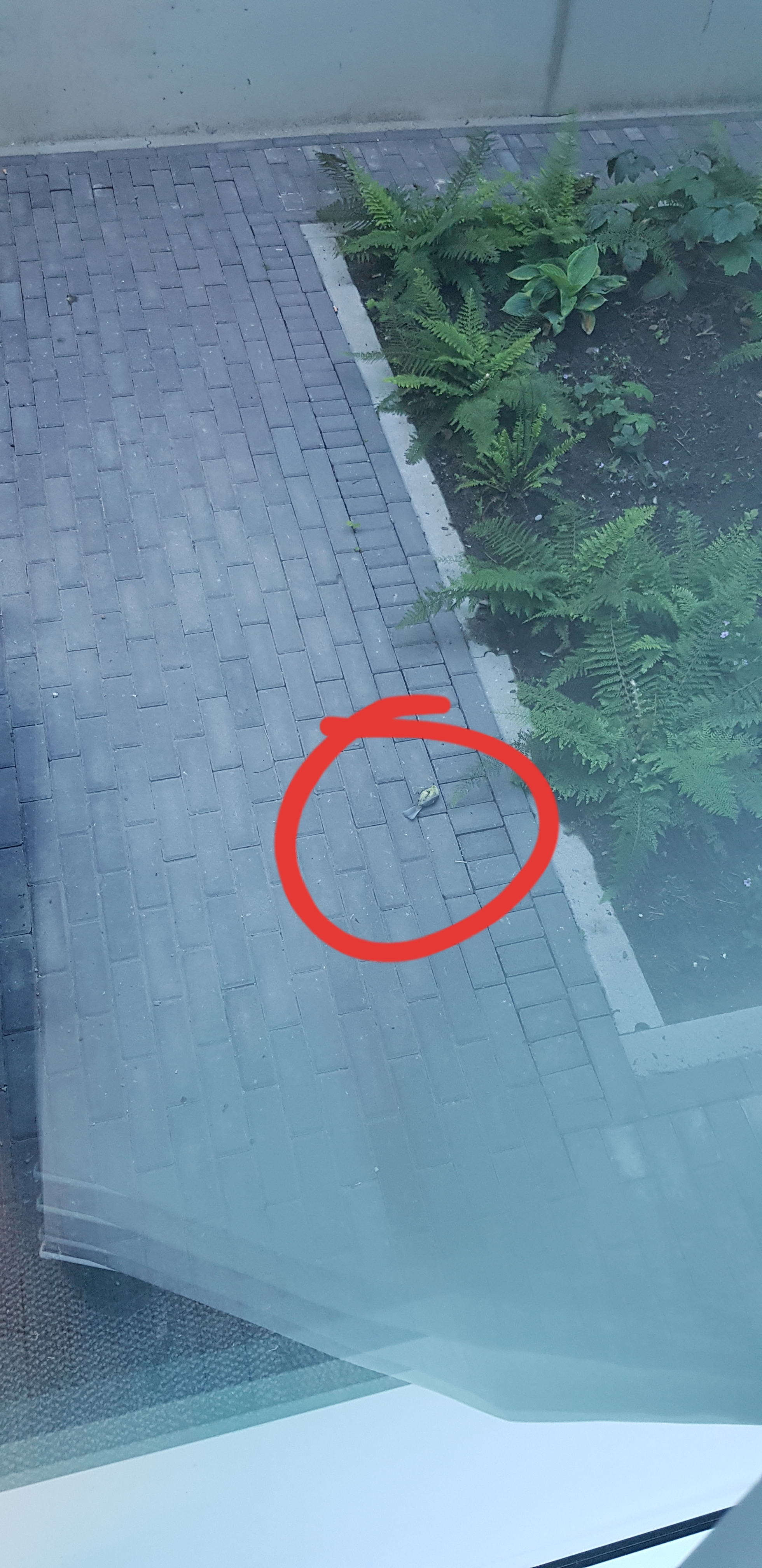 Picture for question