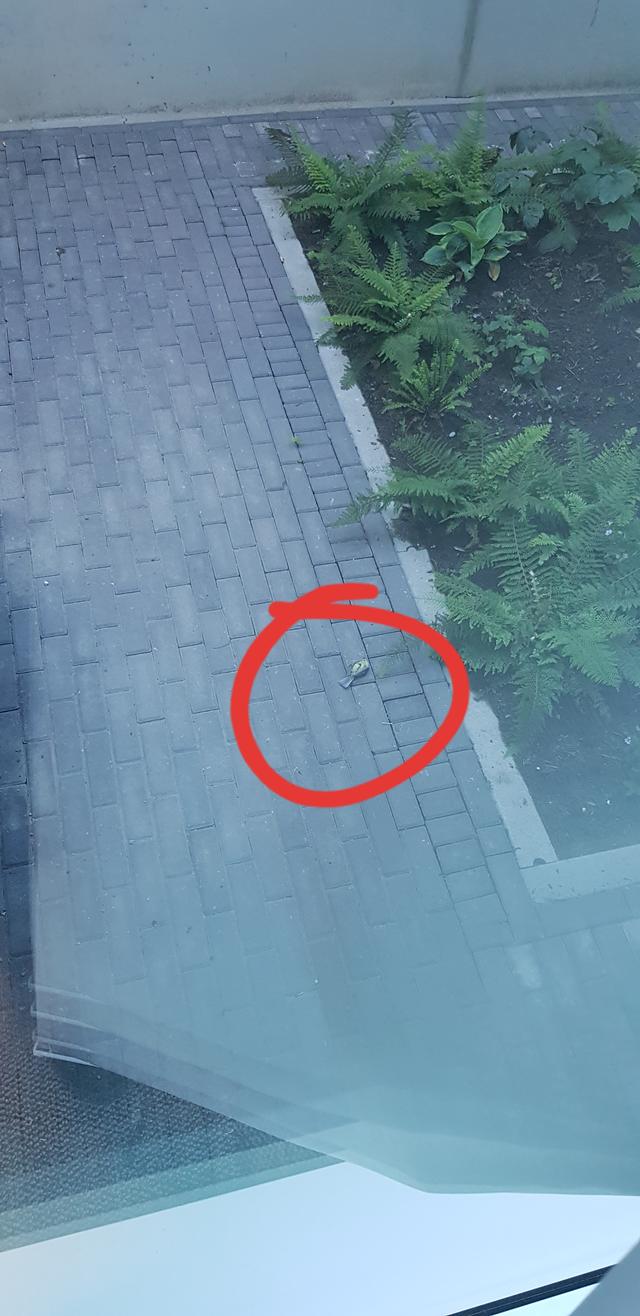 Picture for question