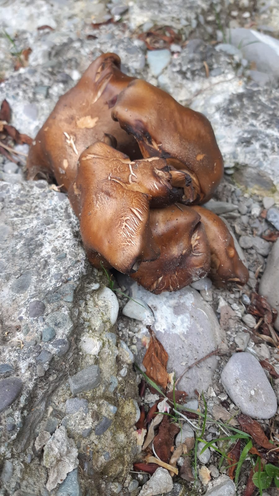 Picture for question