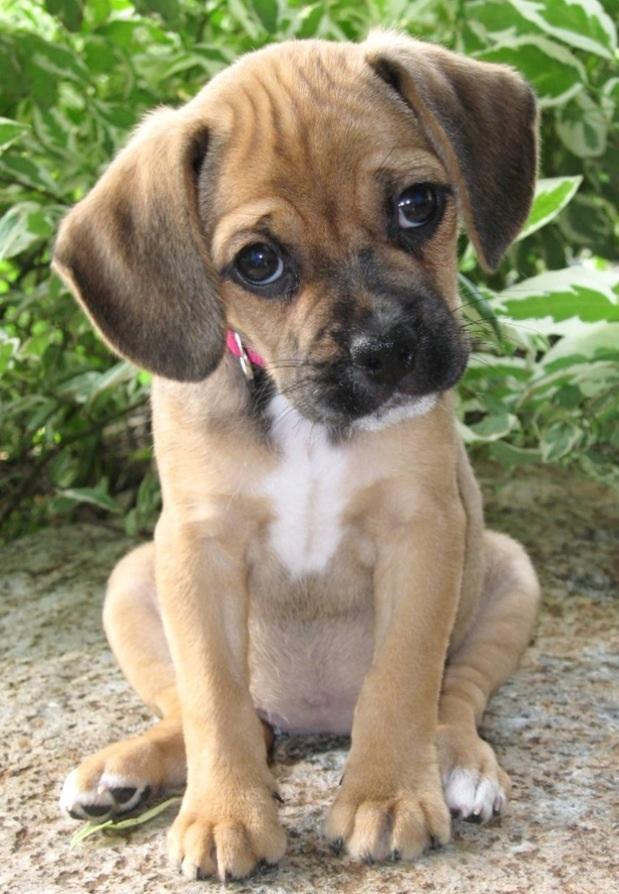 Plaatje bij antwoord