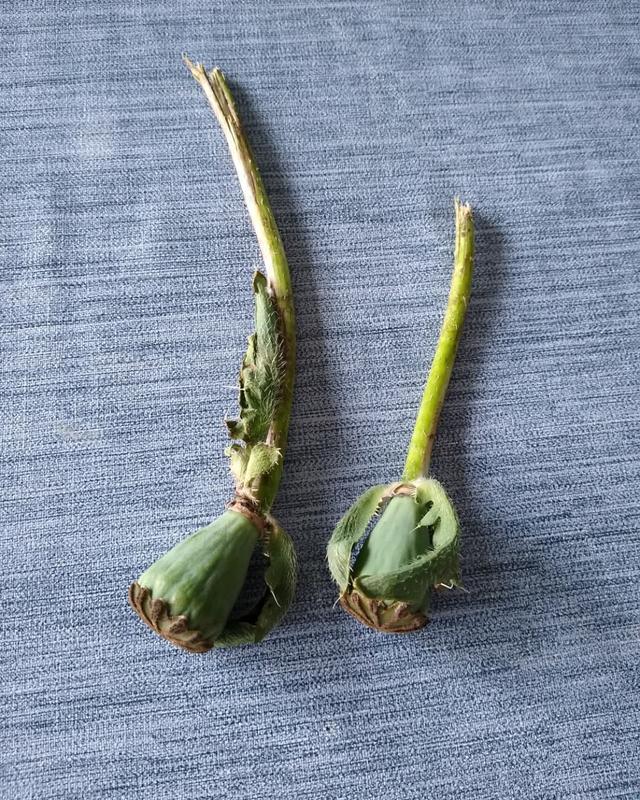 Picture for question