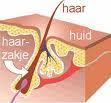 Plaatje bij antwoord