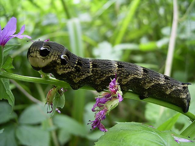 Plaatje bij antwoord