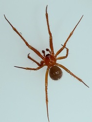 Plaatje bij antwoord