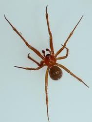 Plaatje bij antwoord