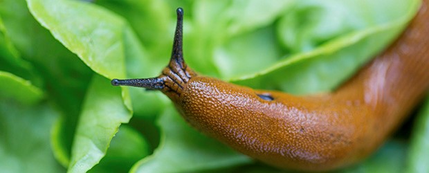 Tips bij (naakt)slakken in de tuin Startpagina Blog