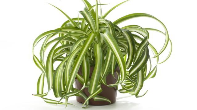 Plaatje bij antwoord