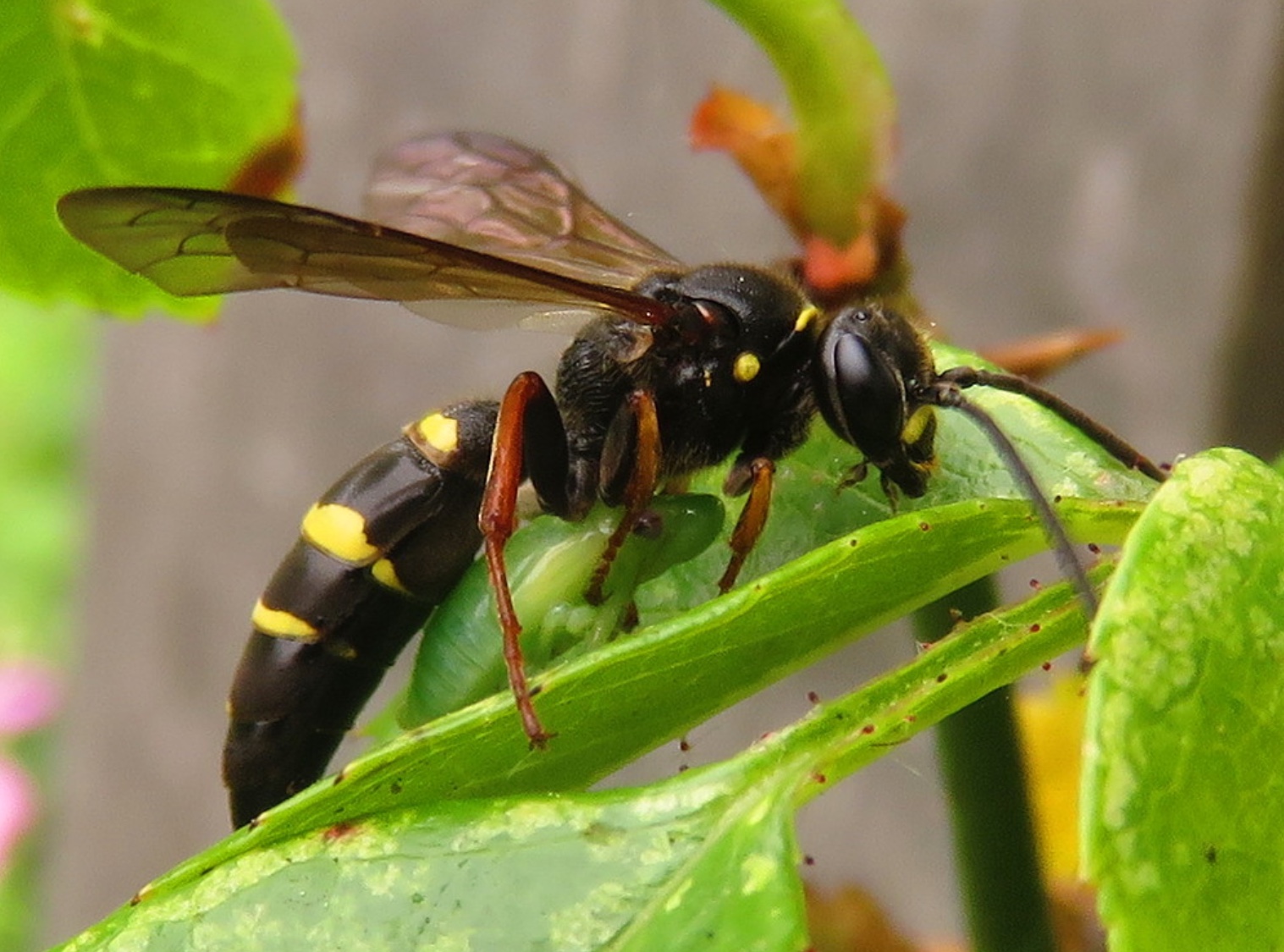 Plaatje bij antwoord