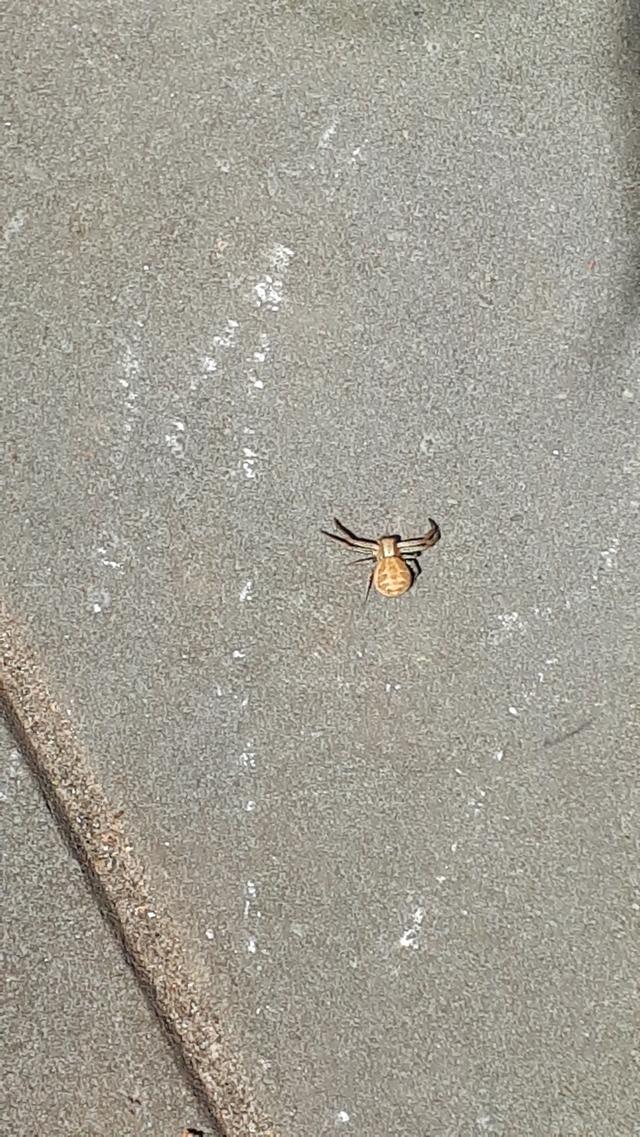 Picture for question