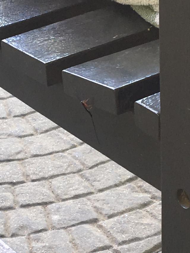 Picture for question