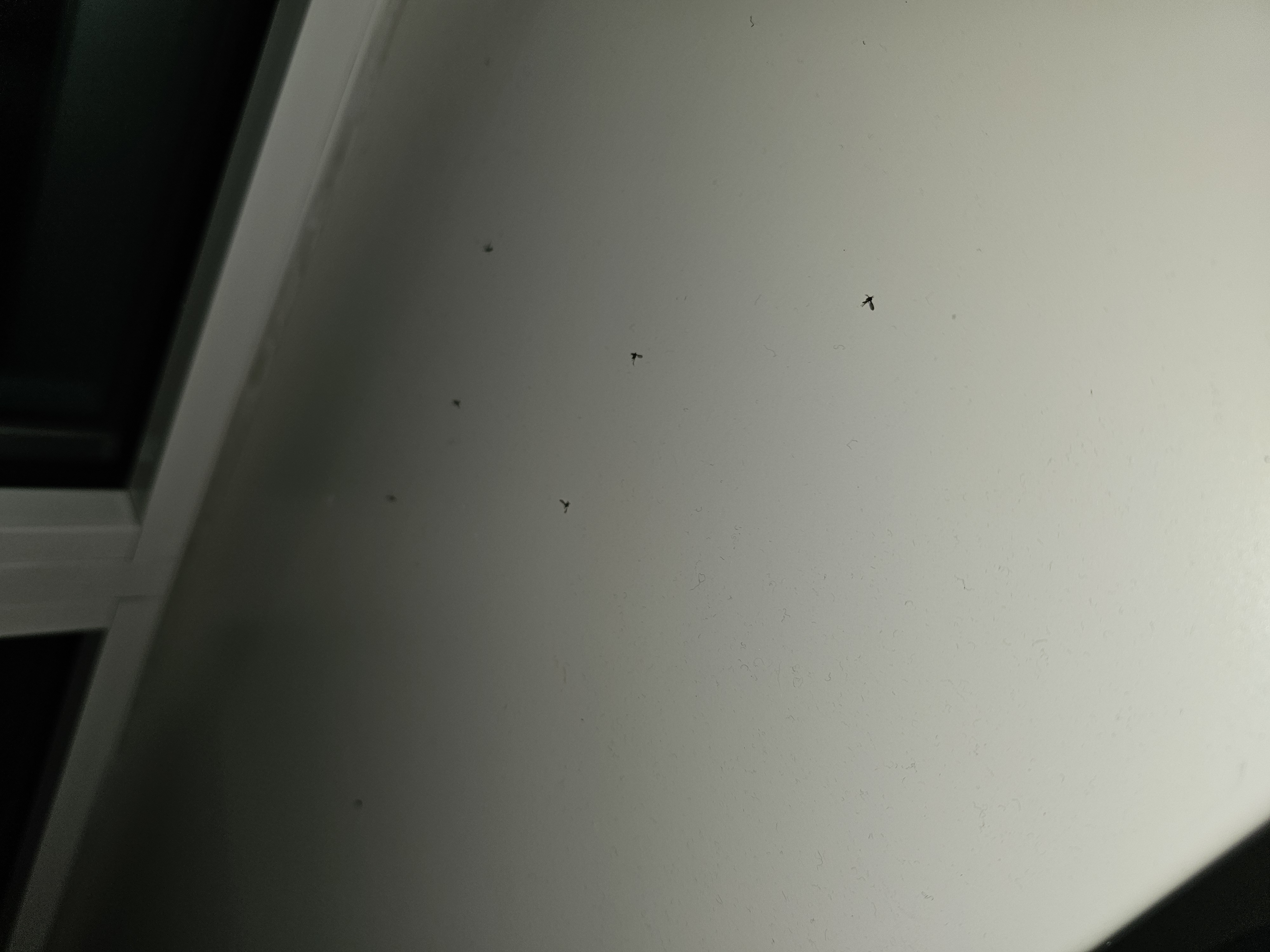 Picture for question