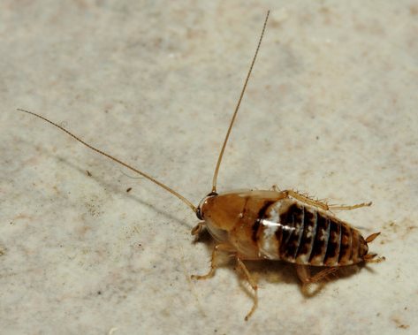 Plaatje bij antwoord