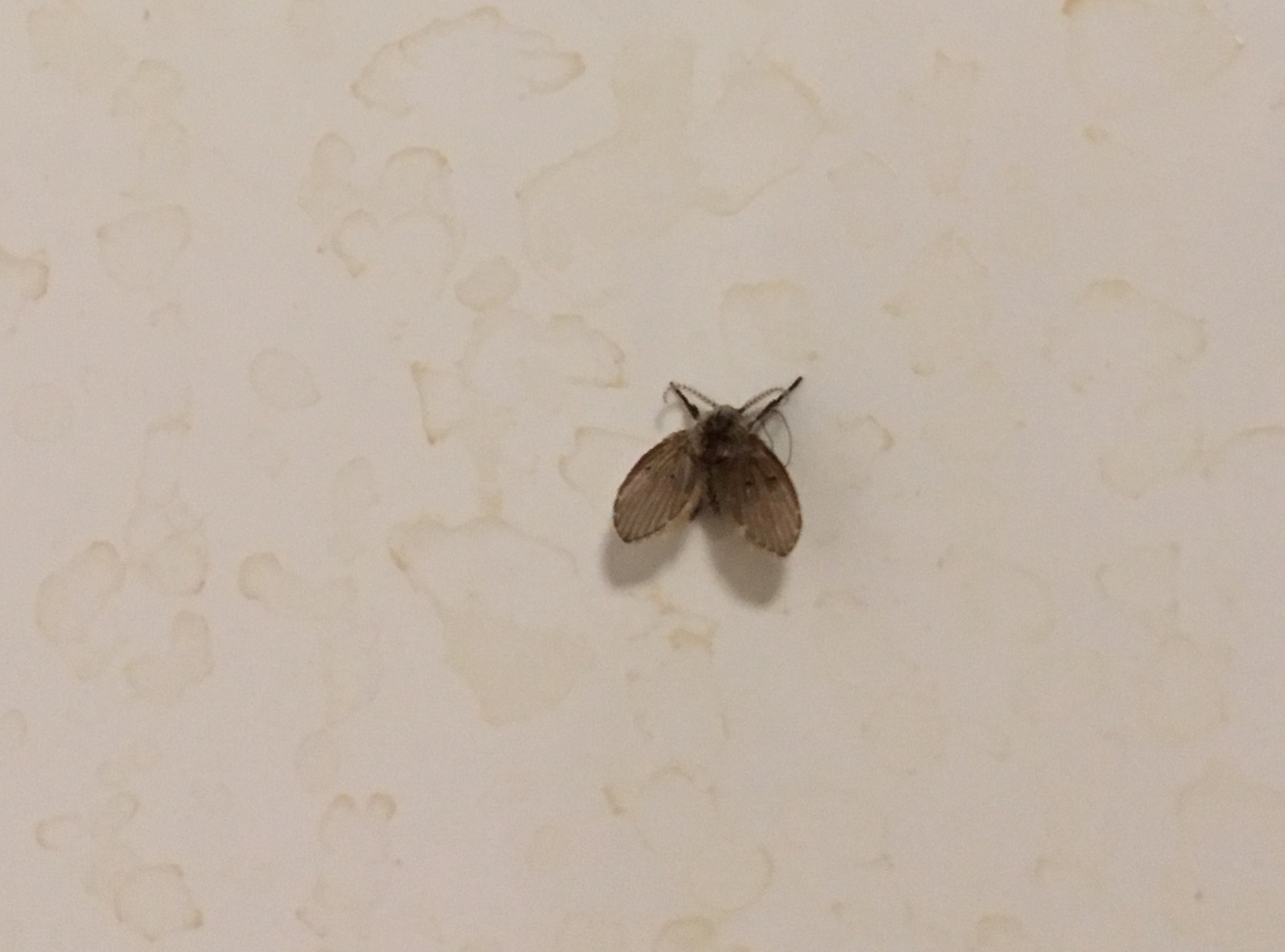 Wat is dit voor vliegje en waar komen ze op af? GoeieVraag Wat is dit voor vliegje en waar komen ze op af? GoeieVraag