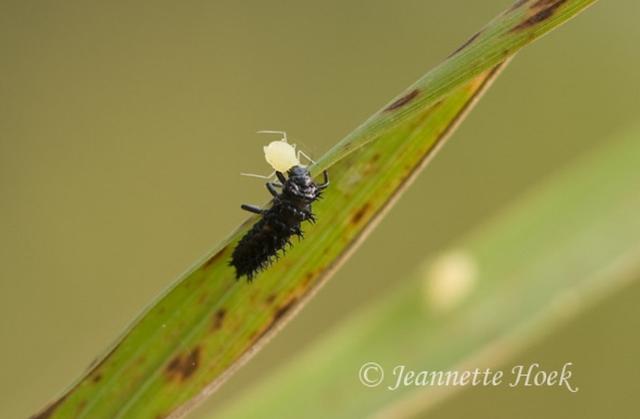 Plaatje bij antwoord